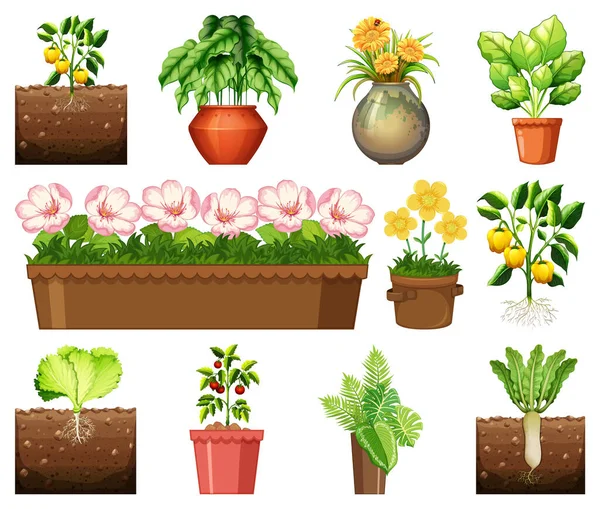 Ensemble Différentes Plantes Dans Des Pots Isolés Sur Fond Blanc — Image vectorielle