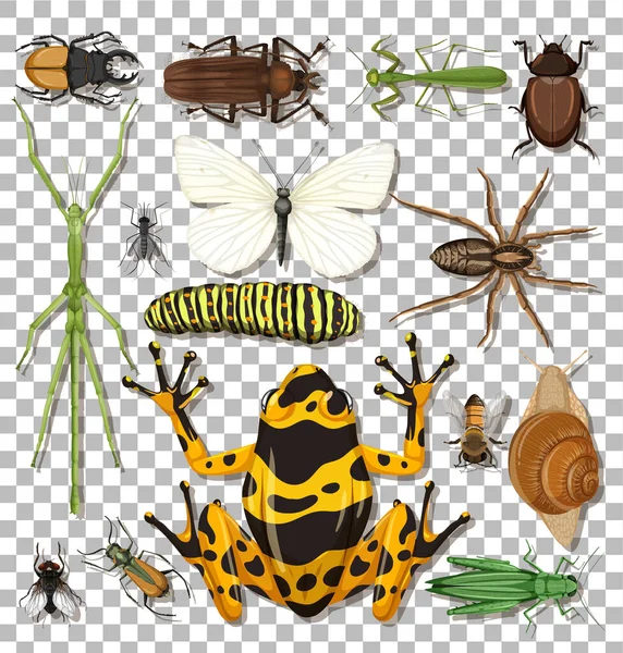 Set Van Verschillende Insecten Transparante Achtergrond Illustratie — Stockvector