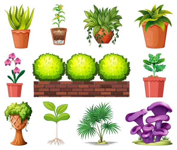 白い背景のイラストに隔離されたポットに異なる植物のセット — ストックベクタ