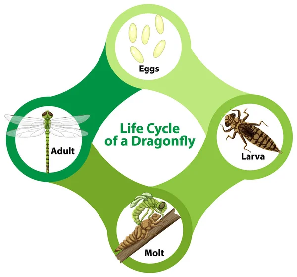 Diagrama Mostrando Ciclo Vida Ilustração Dragonfly — Vetor de Stock