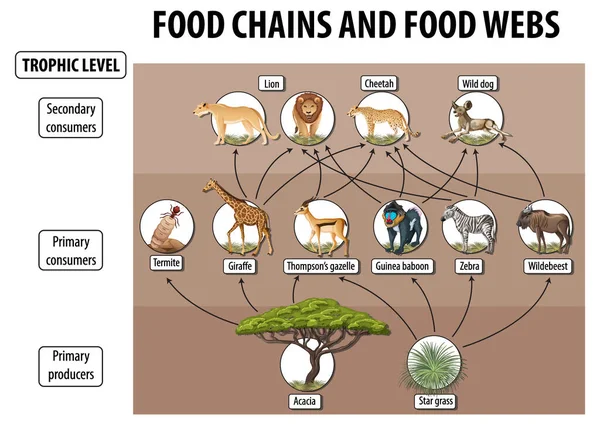 Cartaz Educação Biologia Para Teias Alimentares Cadeia Alimentar Ilustração Diagrama — Vetor de Stock