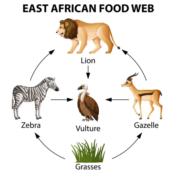 Ilustración Infográfica Web Alimentos África Oriental — Vector de stock