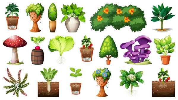 白い背景のイラストに隔離されたポットに異なる植物のセット — ストックベクタ