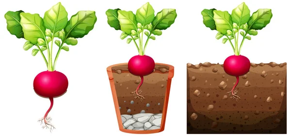 Set Radish Plant Roots Isolated White Background Illustration — Stock Vector