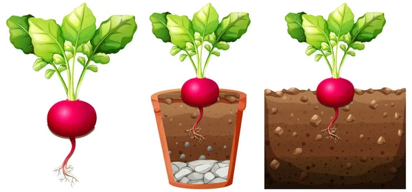 Uppsättning Rädisor Växt Med Rötter Isolerade Vit Bakgrund Illustration — Stock vektor