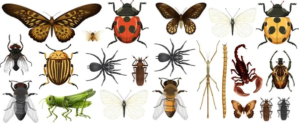 Different Insects Collection Isolated White Background Illustration — Stock Vector