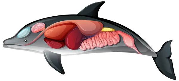 Vnitřní Anatomie Delfína Izolované Bílém Pozadí Ilustrace — Stockový vektor