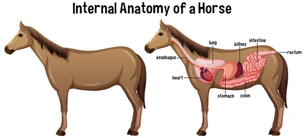 Anatomía Interna Caballo Con Ilustración Etiquetas — Archivo Imágenes Vectoriales