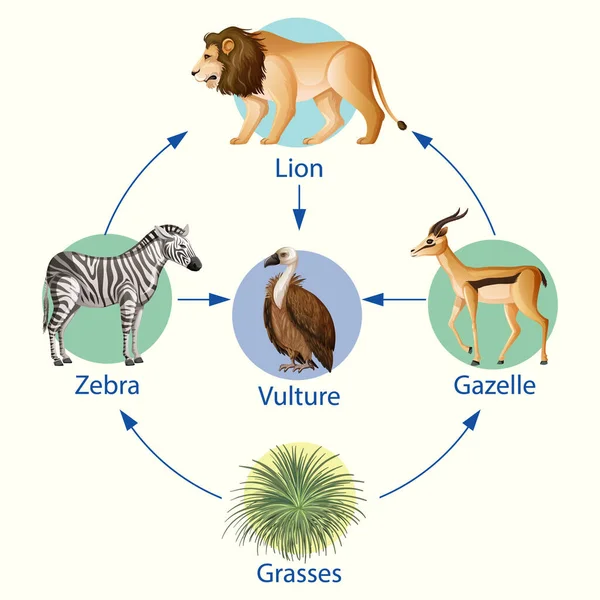 Afiche Educativo Biología Para Cadenas Alimentarias Ilustración Del Diagrama — Vector de stock