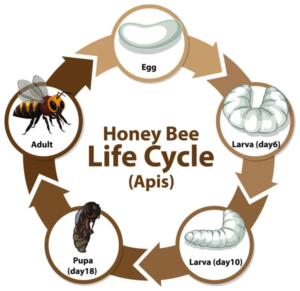 Diagramme Illustrant Cycle Vie Abeille Domestique Apis — Image vectorielle