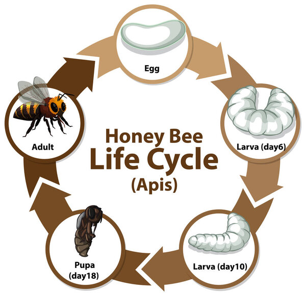 Diagram showing life cycle of Honey Bee (Apis) illustration