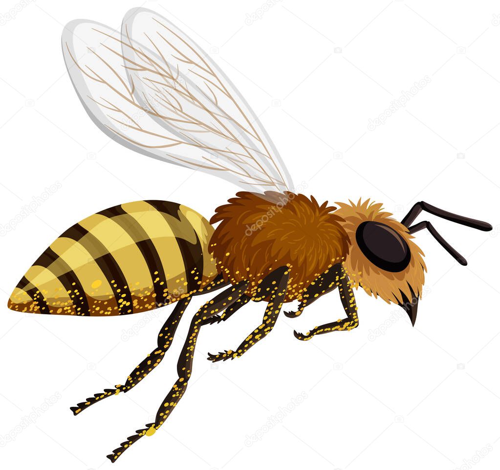 Isolated bee on white background illustration