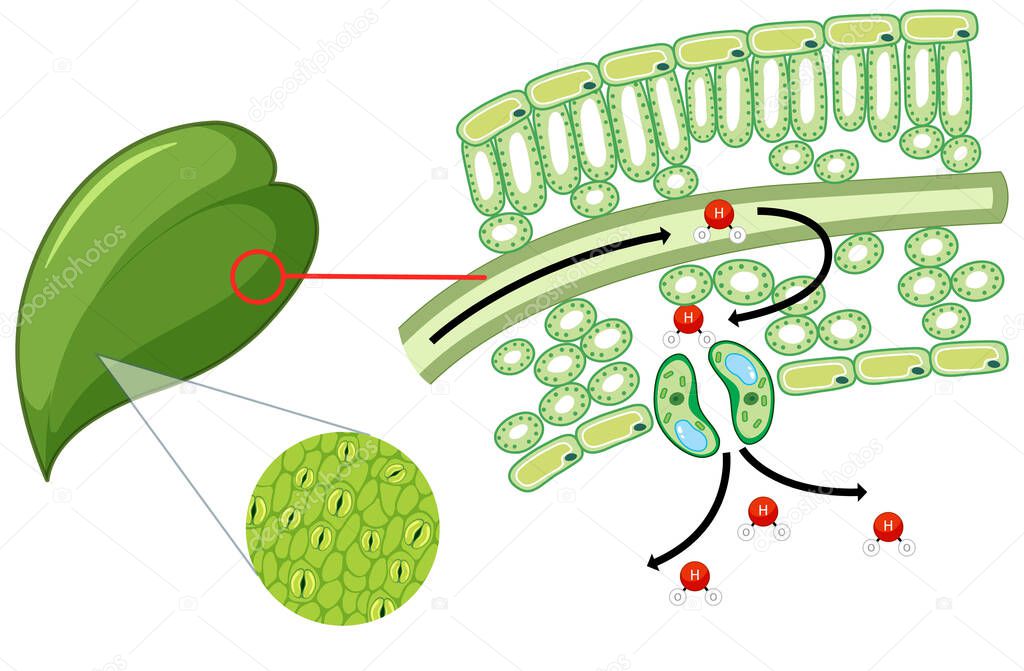 Diagram showing leaf cell on white background illustration