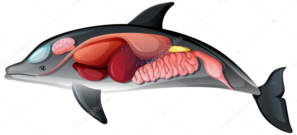 Internal Anatomy of a Dolphin isolated on white background illustration