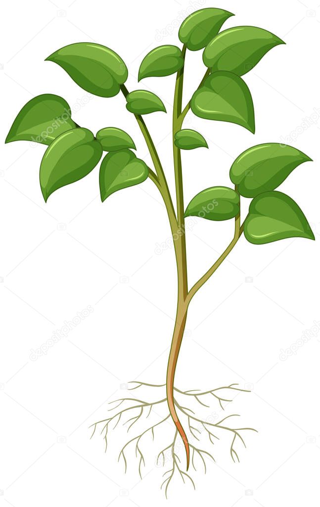 Showing plant with roots isolated on white background illustration
