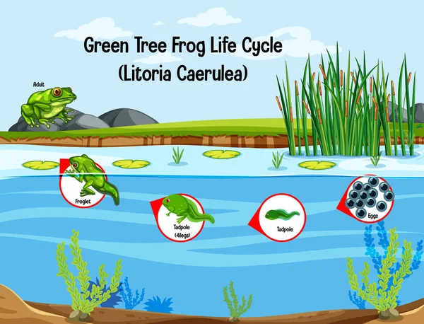Yeşil Ağaç Kurbağa Yaşam Döngüsü Litoria Caerulea Illüstrasyon — Stok Vektör