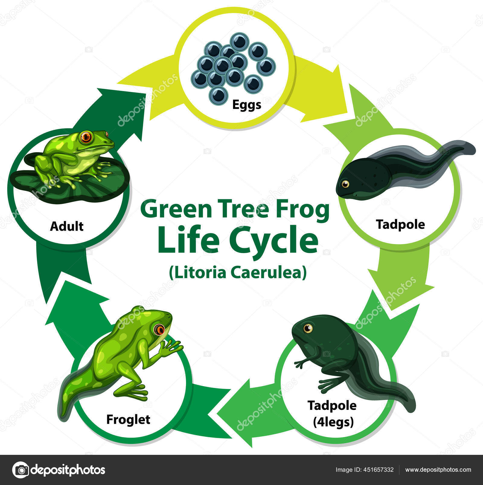 Of A Frog Vector Cycle Diagram Showing Life Cycle Frog