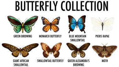 Farklı kelebek koleksiyonu çizimleri