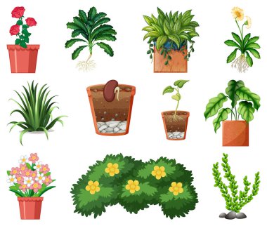 Beyaz arkaplan illüstrasyonunda izole edilmiş çömleklerdeki farklı bitkiler