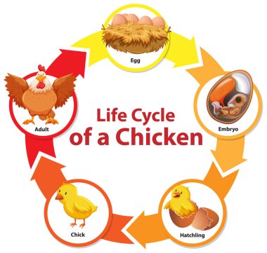 Tavuk çiziminin yaşam döngüsünü gösteren diyagram