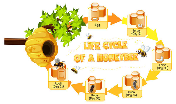 Diagram showing life cycle of Honey Bee illustration