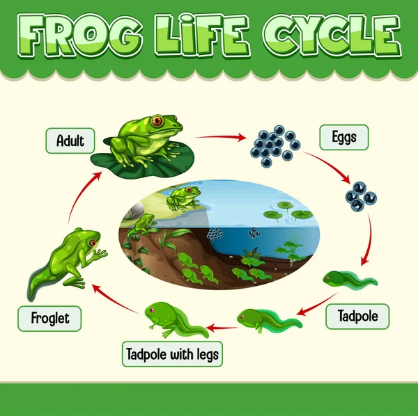Kurbağa Illüstrasyonunun Yaşam Döngüsünü Gösteren Diyagram — Stok Vektör