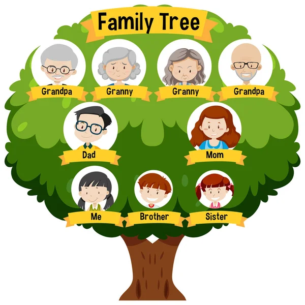 Diagrama Que Muestra Ilustración Del Árbol Genealógico Tres Generaciones — Vector de stock