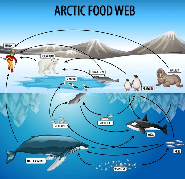 Plakat Edukacyjny Biologii Żywności Webs Diagram Ilustracji — Wektor stockowy