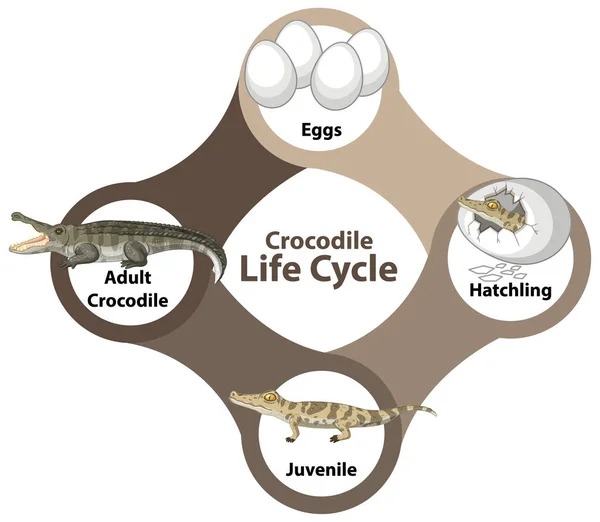 Ilustracja Schematu Cyklu Życia Krokodyla — Wektor stockowy