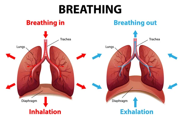 Процесс Дыхания Объяснил Иллюстрацию — стоковый вектор
