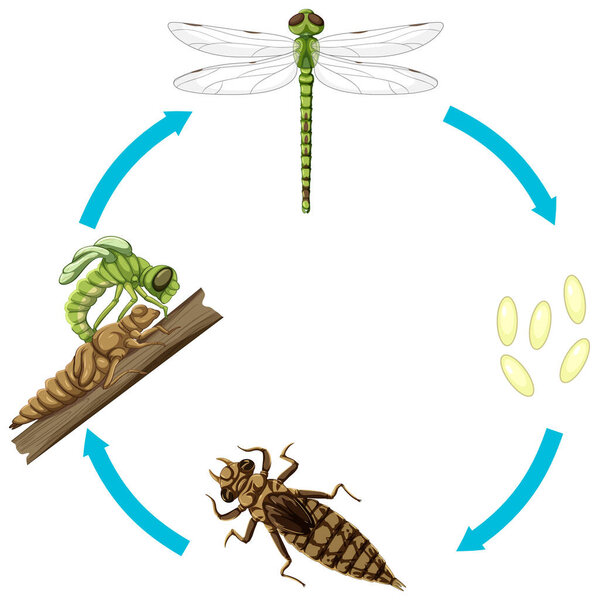 Life cycle of dragon fly on white background illustration