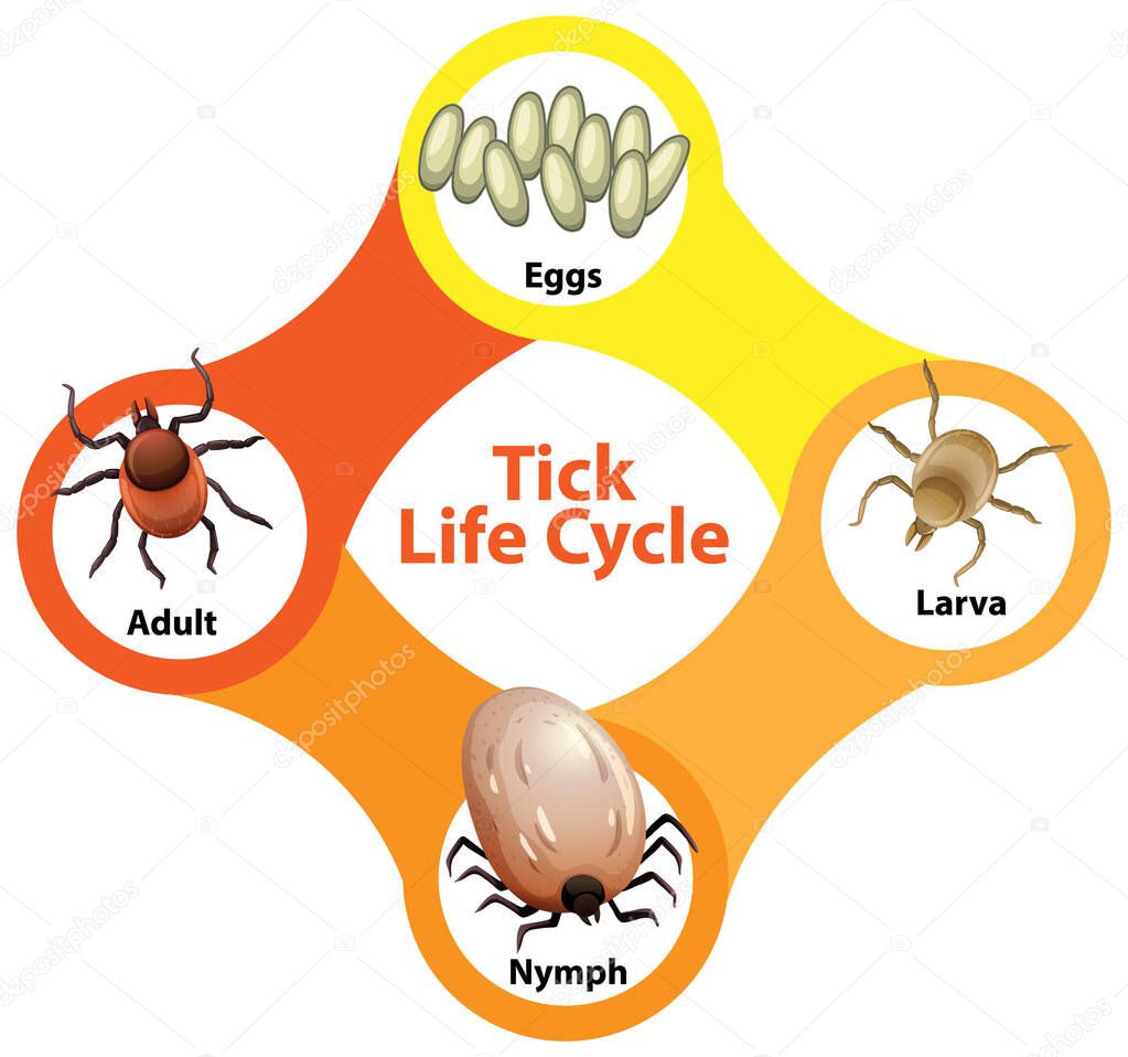Diagram showing life cycle of Tick illustration