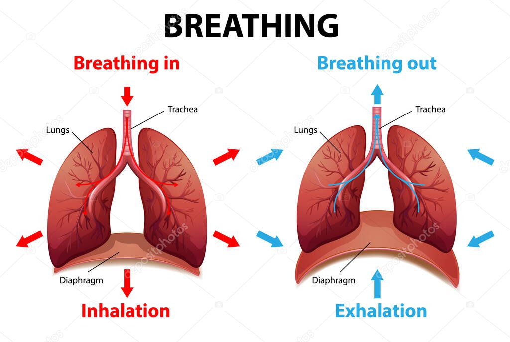 The process of breathing explained illustration