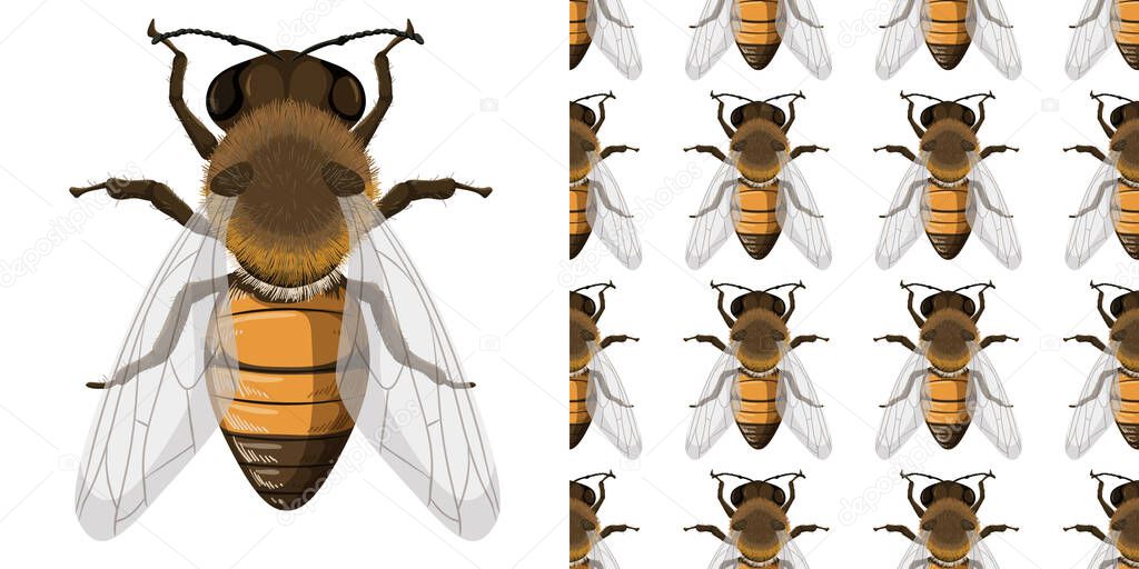 Honey bee and seemless background illustration