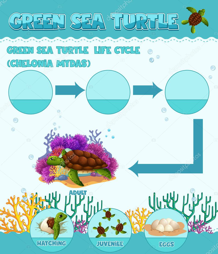 Diagram showing life cycle of Turtle illustration