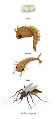 Beyaz arkaplan çiziminde sivrisinek yaşam döngüsü