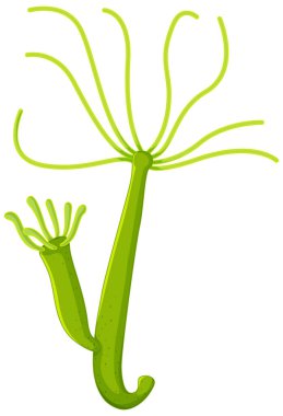 Tatlı su Hydra beyaz arkaplan resimlerini izole etti