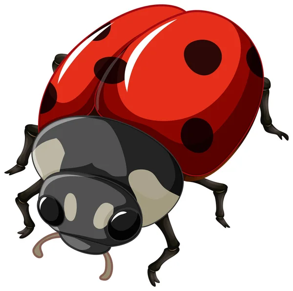 Insecte Coccinelle Sur Fond Blanc Illustration — Image vectorielle