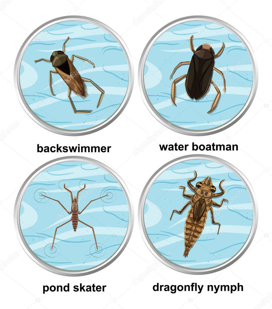 Set of different types of aquatic insects illustration