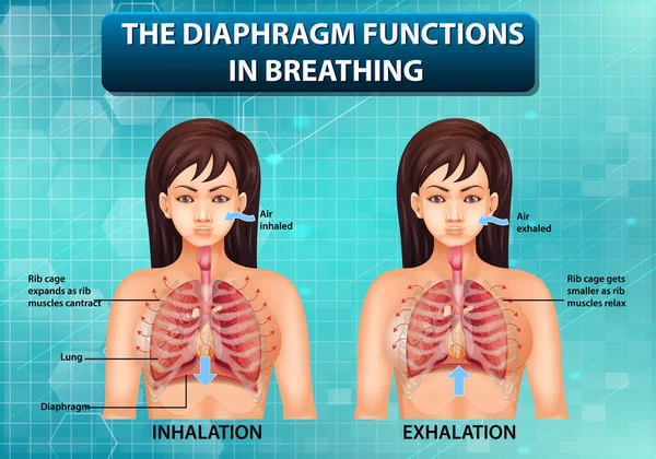 Diaphragme Fonctionne Dans Respiration Illustration — Image vectorielle