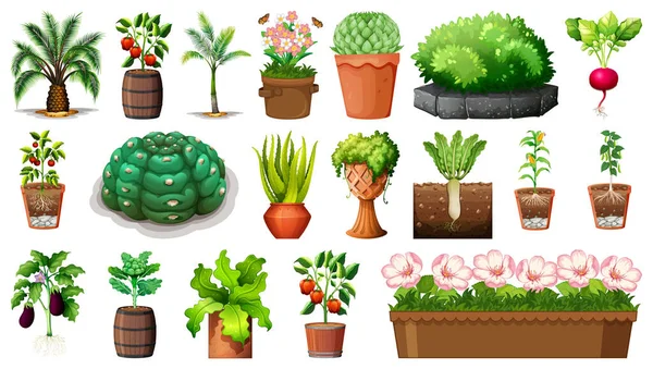 Set Different Plants Pots Isolated White Background Illustration — Stock Vector