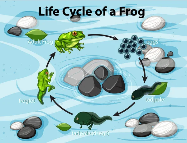 Kurbağa Yaşam Döngüsü Çizelgesini Gösteren Diyagram — Stok Vektör