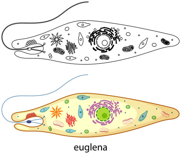 Euglena in colour and doodle on white background illustration