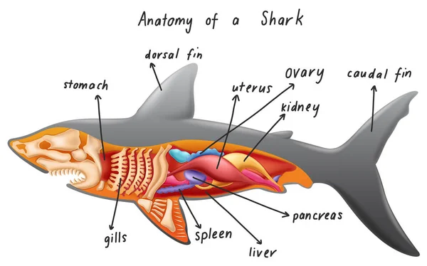 Anatomie Van Een Haaienillustratie — Stockvector