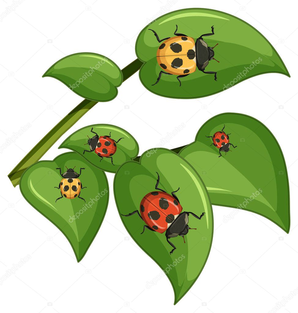 Top view of many ladybug on leaves illustration