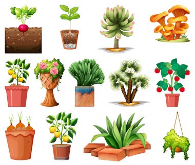 Beyaz arkaplan illüstrasyonunda izole edilmiş çömleklerdeki farklı bitkiler