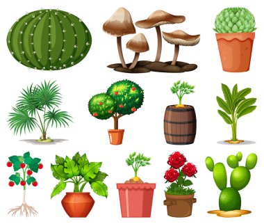 Beyaz arkaplan illüstrasyonunda izole edilmiş çömleklerdeki farklı bitkiler