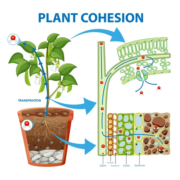 Diagram Showing Plant Cohesion Illustration — Stock Vector