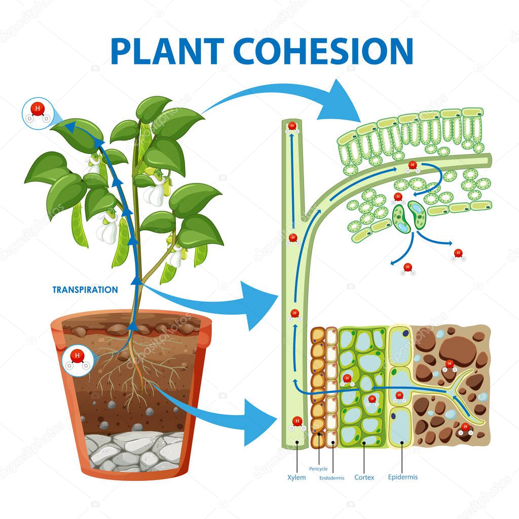 Diagram showing Plant Cohesion illustration