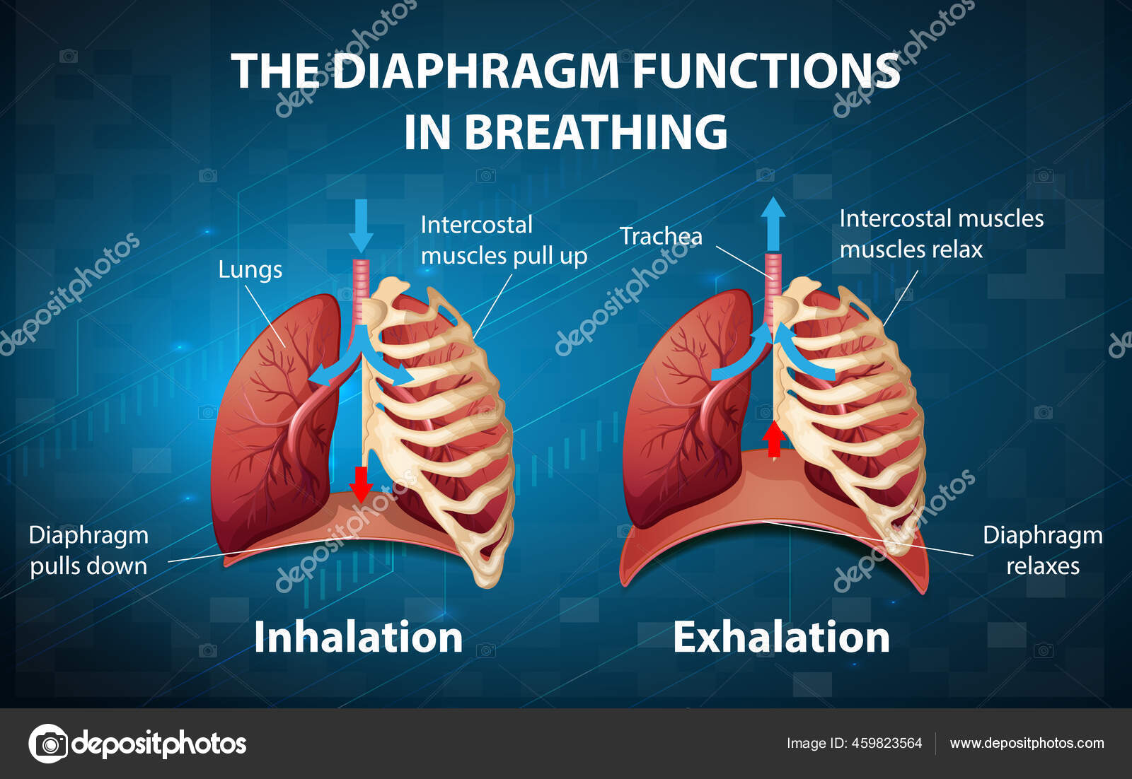 Diaphragm Functions Breathing Illustration Stock Vector Image by